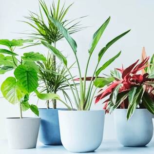 AND PLANTS（アンドプランツ）の【スワッグ】ドライフラワーブーケを