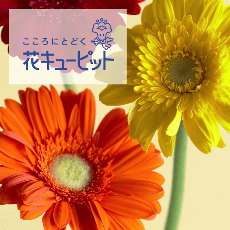 JFTD 花キューピットの季節の花一輪チケット(330円)を贈る