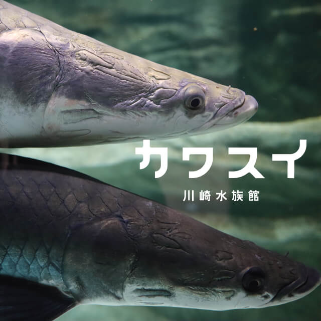 カワスイ 川崎水族館の入館チケットを贈る | カジュアルギフトのgiftee