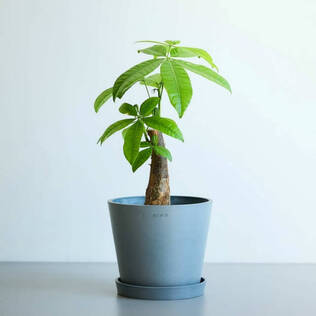 AND PLANTS（アンドプランツ）のモンステラ・デリシオーサSを