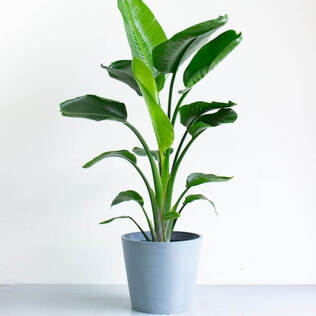 Vegask　同時梱包割引 モンステラ33 スケルトン　デリシオーサ 観葉植物 大型 モンステラ デリシオーサ 10号 | 移転祝い 開店