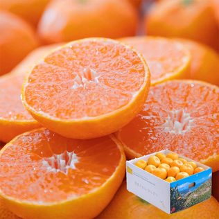 ミカン ミヤモトオレンジガーデンのみかん寒天ゼリー プチギフト 3種セット