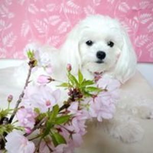 犬おやつレシピ ミックス犬図鑑 はに さんのほしいものリスト プロフィール カジュアルギフトのgiftee ギフティ